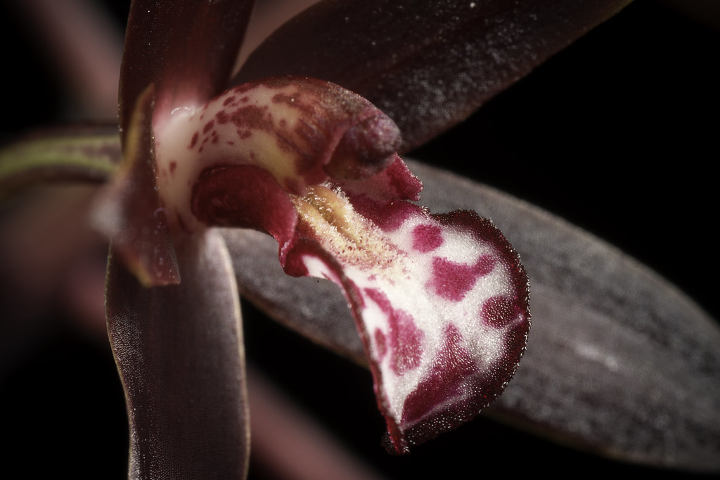 Cymbidium canaliculatum R.Br., Prodr. Fl. Nov. Holland.: 331 (1810)