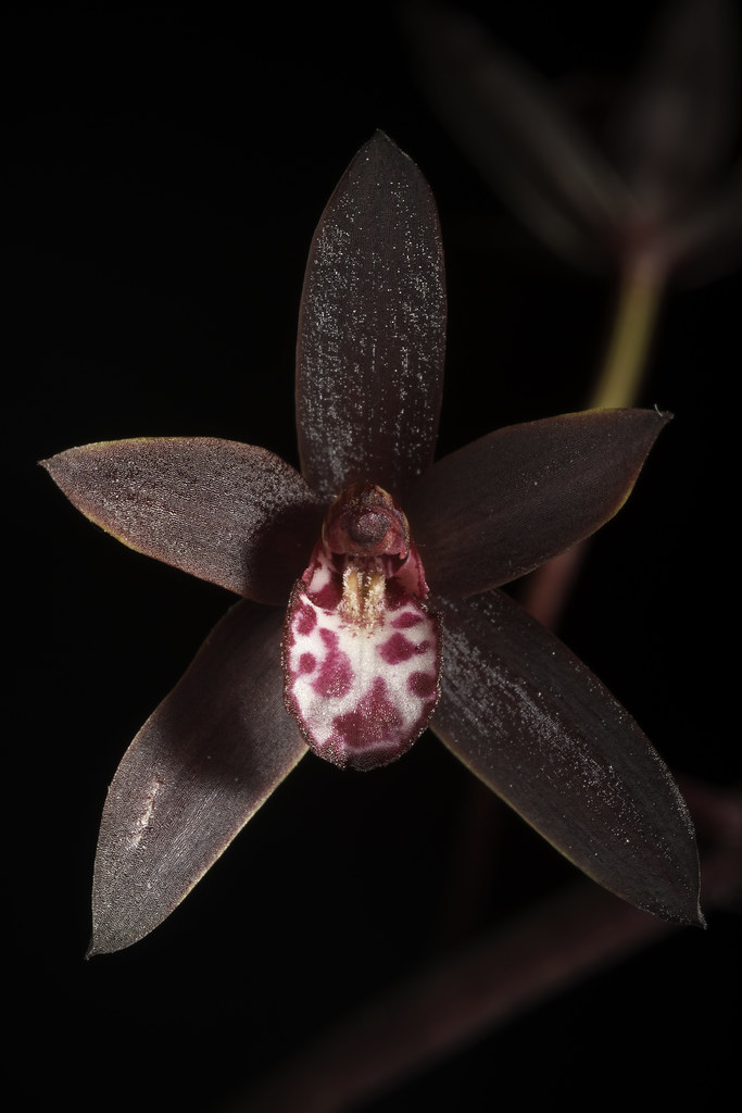 Cymbidium canaliculatum R.Br., Prodr. Fl. Nov. Holland.: 331 (1810)